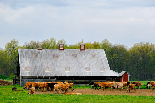 A barnyard in the spring. The barn is red. A herd of cattle is in front of the barn