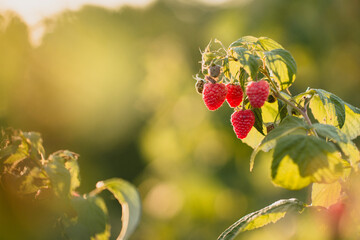 czerwone soczyste dojrzałe owoce malin na krzaku, pokazane w słońcu.