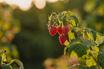 czerwone soczyste dojrzałe owoce malin na krzaku, pokazane w słońcu.