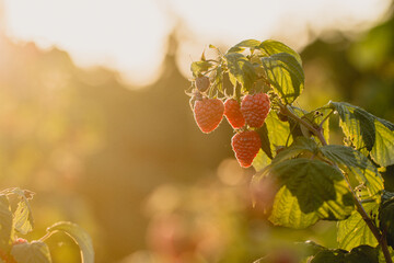 czerwone soczyste dojrzałe owoce malin na krzaku, pokazane w słońcu.