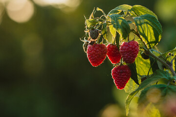 czerwone soczyste dojrzałe owoce malin na krzaku, pokazane w słońcu.