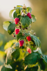 czerwone soczyste dojrzałe owoce malin na krzaku, pokazane w słońcu.