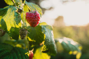 czerwone soczyste dojrzałe owoce malin na krzaku, pokazane w słońcu.