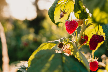 czerwone soczyste dojrzałe owoce malin na krzaku, pokazane w słońcu.