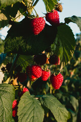 czerwone soczyste dojrzałe owoce malin na krzaku, pokazane w słońcu.