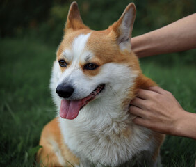 A contented corgi dog is sitting on the green grass, a man's hands are stroking her, love for animals