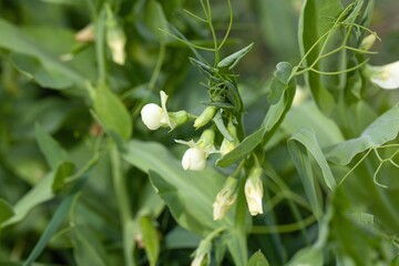 Cyprus vetch, Lathyrus ochrus