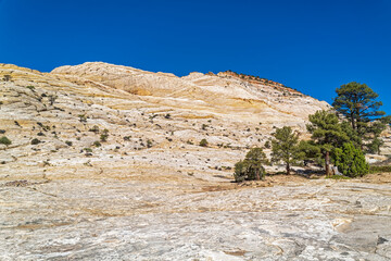 Fototapeta na wymiar Pinyon Pines grow among sandstone hills in the Grand Staircase-Escalante National Monument, Utah, USA