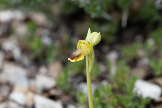 Flower of a yellow bee orchid, Ophrys lutea