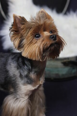 Fototapeta premium Yorkshire Terrier