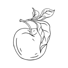 Linear botanical sketch of an apple with leaves.Vector graphic.