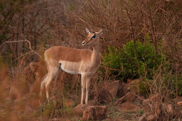 white deer