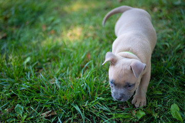 Pocket Pitibul puppies  bully on grass 