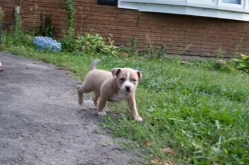pit bull bullies playing in grass summer time 