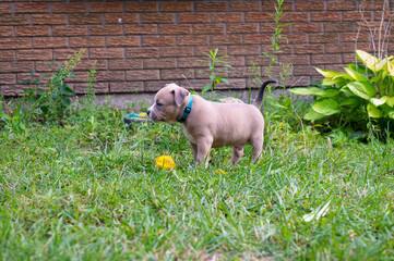 Pocket pit bull puppies playing in garden with yellow ball 