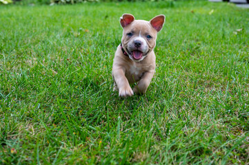  baby pocket pit bull bully playing with  in the grass outside 