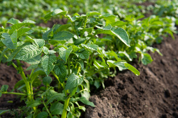Young potato plant in the field,organic farm.