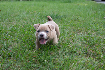 baby pocket pit bull bully playing with  in the grass outside  - obrazy, fototapety, plakaty