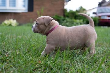  baby pocket pit bull bully playing with  in the grass outside 