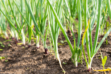 Onion sprouts in early spring at the kitchen garden.