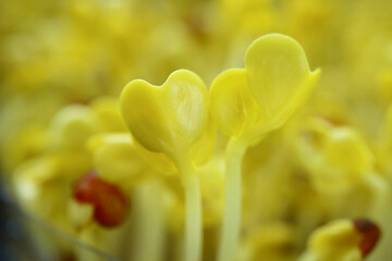 Closeup of Heart Shaped Japanese Radish Sprouts or Kaiware Daikon after the Blackout Period