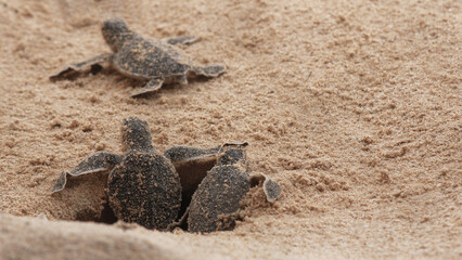 Multiple Loggerhead baby sea turtles hatching at a turtle farm.