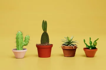 Fotobehang Cactus in pot growing cacti at home. different types of cacti in pots on a yellow background. 3d render