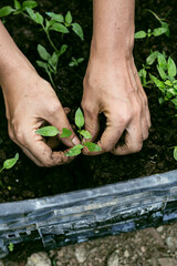 Man working very carefully with plants and vegetables in the garden.