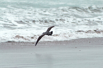 seagull on the beach