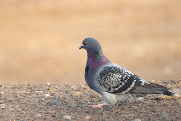 pigeon on the desert
