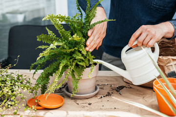 Close-up of the hands of a male florist watering a homemade fern. Landscaping at home....