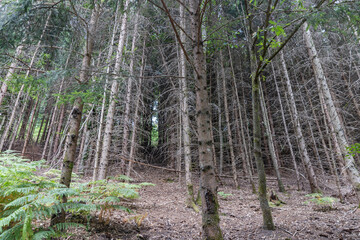 Wild forest trees in lines, pine trees in the forest