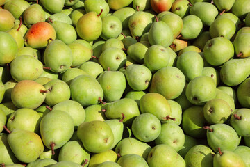 Green pears closeup natural lighting color check