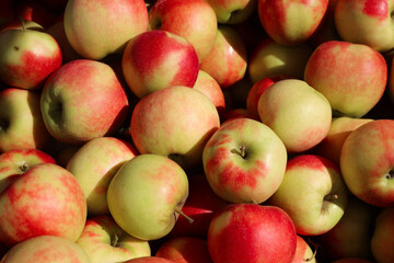 Red green apples fresh in store picked up in box bio food