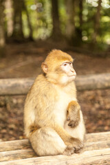 Monkey looking around in Salem, Germany