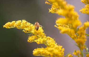 bee pollination goldenrod wild flower