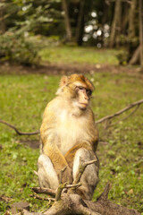 Monkey looking around in Salem, Germany