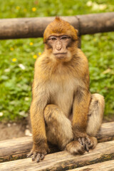 Monkey looking around in Salem, Germany