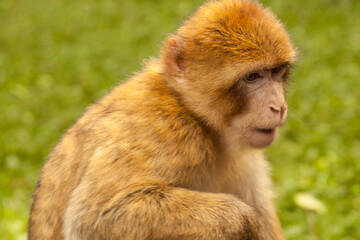 Monkey looking around in Salem, Germany