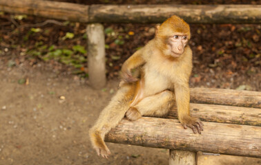 Monkey looking around in Salem, Germany