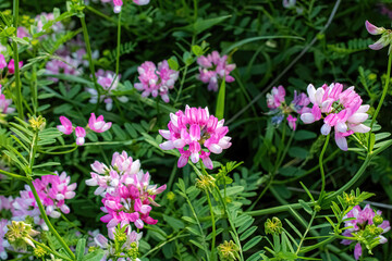 Crownvetch in the wilderness during summer