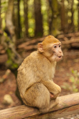 Monkey looking around in Salem, Germany