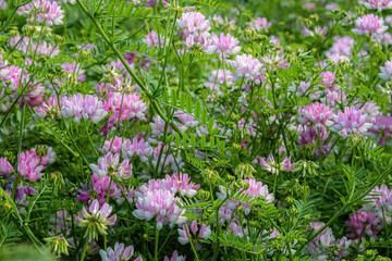 Crownvetch in the wilderness during summer