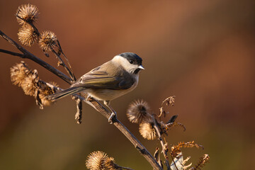 Marsh Tit resting on a branch.