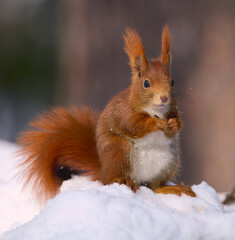 Eurasian red squirrel, Sciurus vulgaris.