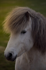 Konie na Islandii