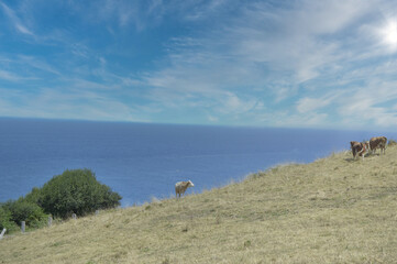 Cows looking at the sea