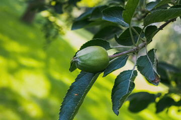 Apple growing on a summer tree