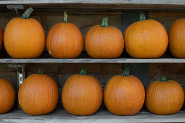 Halloween Kürbisse auf Regalen als Dekoration im Herbst, Hintergrund 