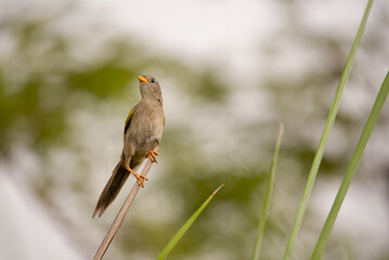 canário-do-campo (Emberizoides herbicola)